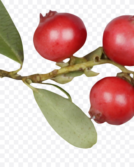 @ from Cowberry Font on Yellow Images Creative Fonts - S42413