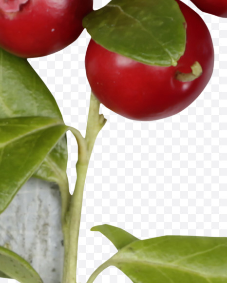 Letter P from Cowberry Font on Yellow Images Creative Fonts - S42386