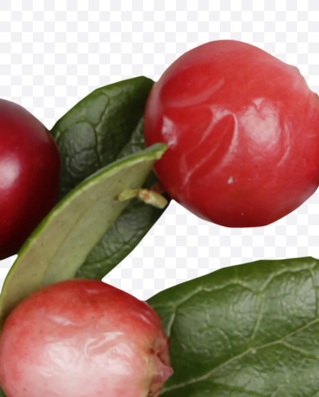 Letter S from Cowberry Font on Yellow Images Creative Fonts - S42389