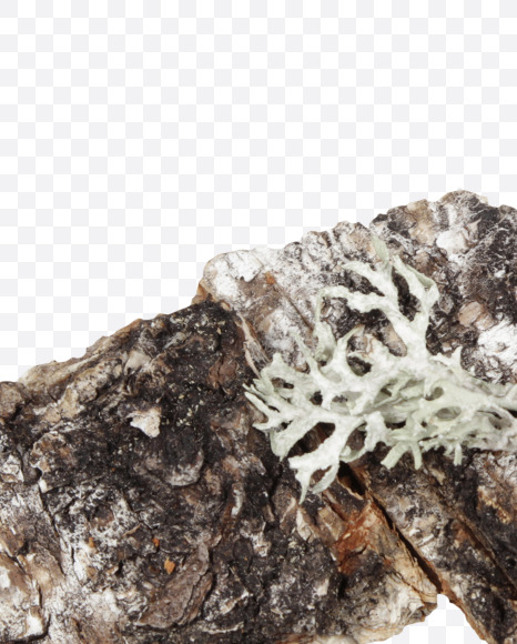 symbols from Natural bark Font on Yellow Images Creative Fonts - S44202