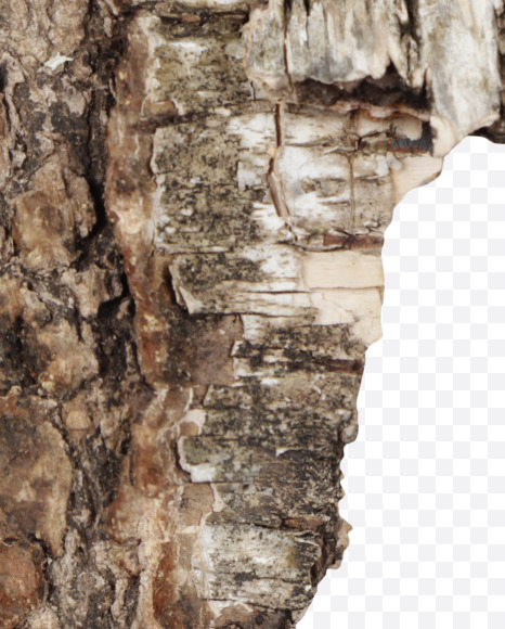 Letter e from Natural bark Font on Yellow Images Creative Fonts - S44165