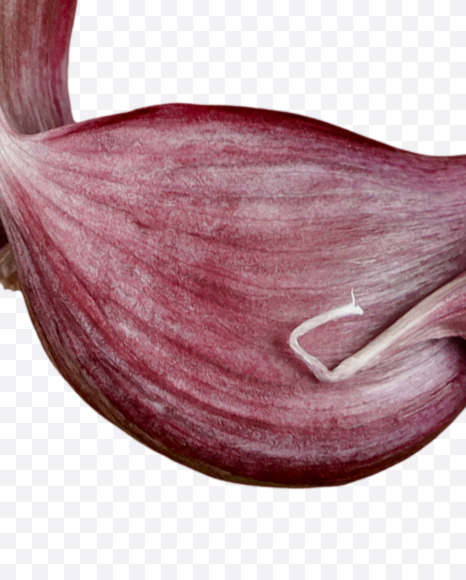 $ from Garlic alphabet on Yellow Images Creative Fonts - S47001