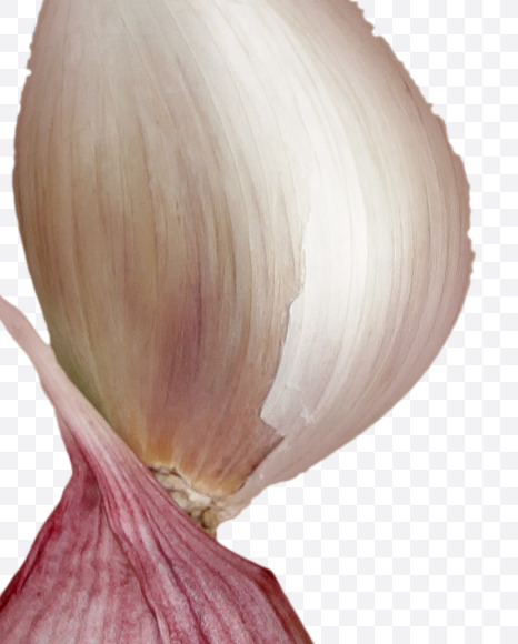 Letter U from Garlic alphabet on Yellow Images Creative Fonts - S46982