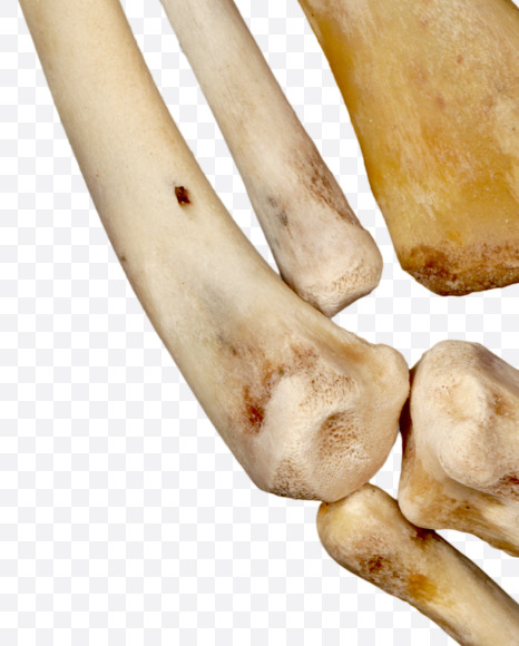 Letter s from Hungry bone alphabet on Yellow Images Creative Fonts - S49327