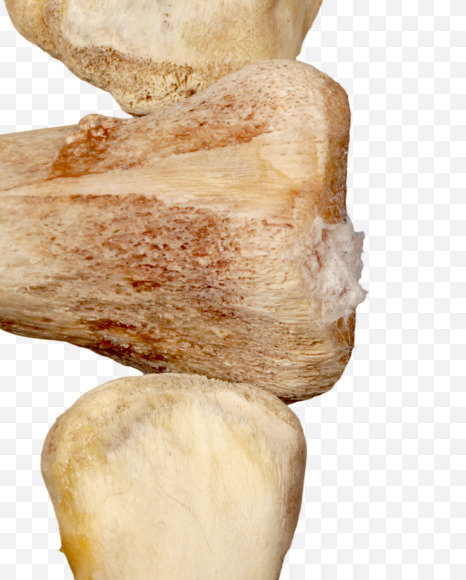 Letter h from Hungry bone alphabet on Yellow Images Creative Fonts - S49316