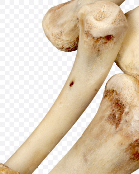 Letter z from Hungry bone alphabet on Yellow Images Creative Fonts - S49334