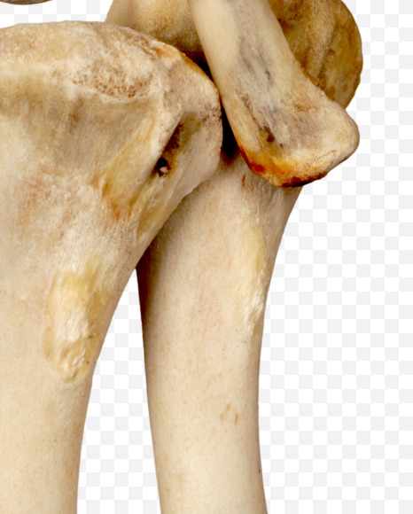 4 from Hungry bone alphabet on Yellow Images Creative Fonts - S49338