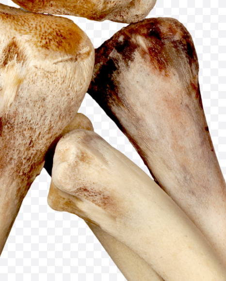 $ from Hungry bone alphabet on Yellow Images Creative Fonts - S49346