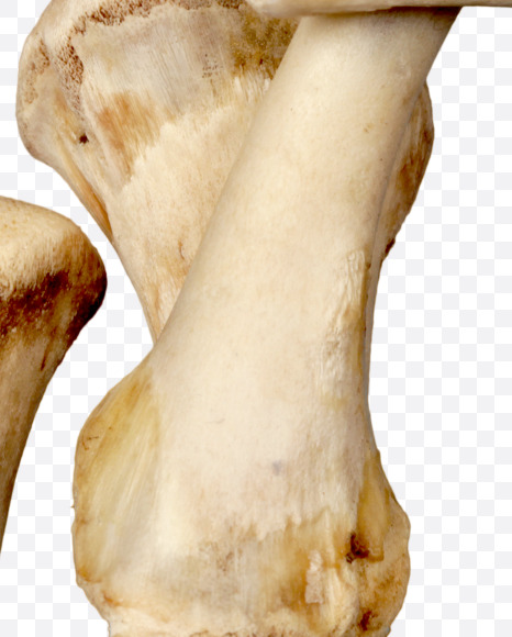 Letter r from Hungry bone alphabet on Yellow Images Creative Fonts - S49326