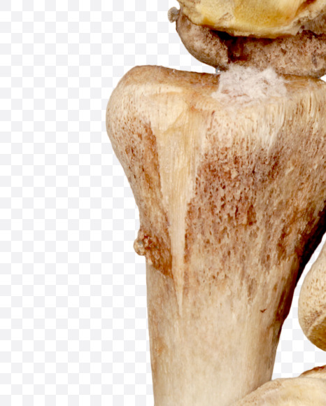 Letter l from Hungry bone alphabet on Yellow Images Creative Fonts - S49320