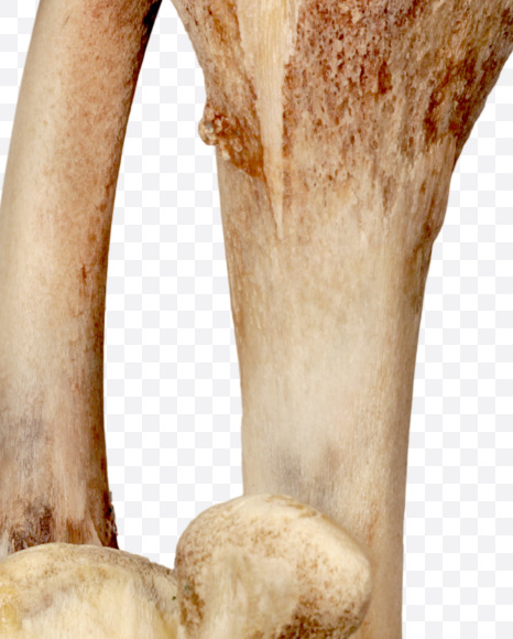 1 from Hungry bone alphabet on Yellow Images Creative Fonts - S49335