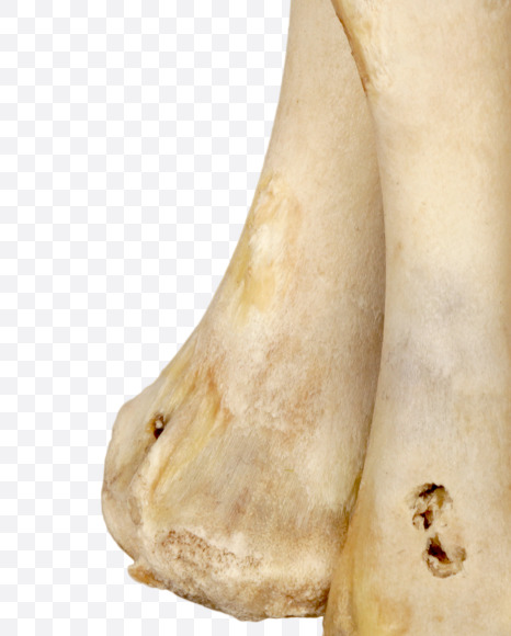 5 from Hungry bone alphabet on Yellow Images Creative Fonts - S49339