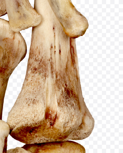 Letter i from Hungry bone alphabet on Yellow Images Creative Fonts - S49317