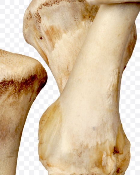 Letter p from Hungry bone alphabet on Yellow Images Creative Fonts - S49324