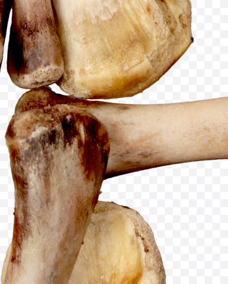 Letter e from Hungry bone alphabet on Yellow Images Creative Fonts - S49313