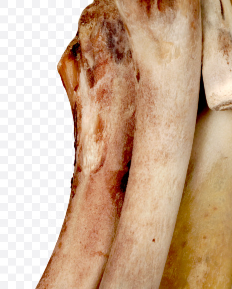 Letter o from Hungry bone alphabet on Yellow Images Creative Fonts - S49323