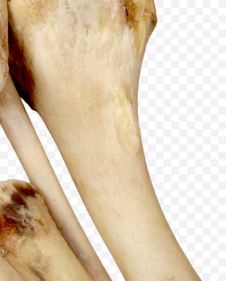 0 from Hungry bone alphabet on Yellow Images Creative Fonts - S49344