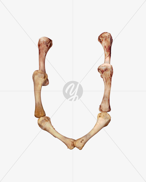 Letter u from Chicken bone alphabet on Yellow Images Creative Fonts - S49374