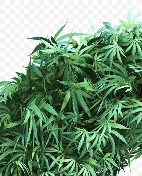 cannabis_letter_K from Cannabis Font on Yellow Images Creative Fonts - S49615