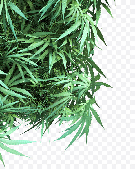 cannabis_letter_P from Cannabis Font on Yellow Images Creative Fonts - S49620
