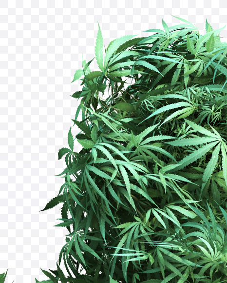 cannabis_letter_H from Cannabis Font on Yellow Images Creative Fonts - S49612