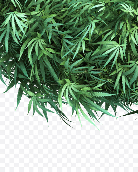 cannabis_lowercase_2_o from Cannabis Font on Yellow Images Creative Fonts - S49645