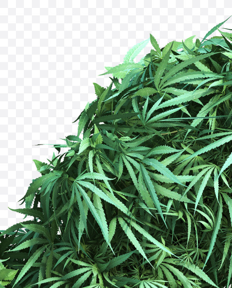cannabis_letter_Y from Cannabis Font on Yellow Images Creative Fonts - S49629