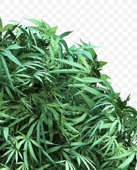 cannabis_letter_N from Cannabis Font on Yellow Images Creative Fonts - S49618