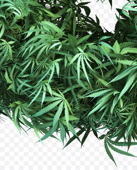 cannabis_Amp from Cannabis Font on Yellow Images Creative Fonts - S49603