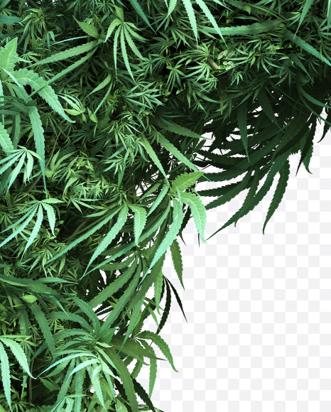 cannabis_letter_Q from Cannabis Font on Yellow Images Creative Fonts - S49621
