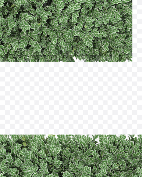 Letter E from Boxwood silver hedge fonts on Yellow Images Creative Fonts - S49873