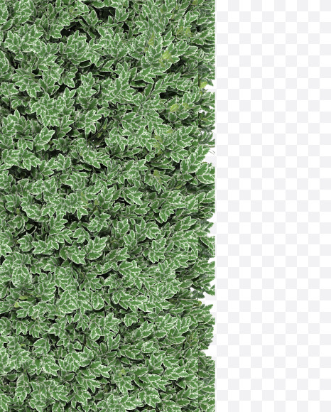 Letter H from Boxwood silver hedge fonts on Yellow Images Creative Fonts - S49876