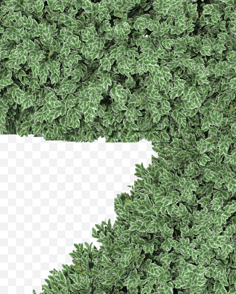 9 from Boxwood silver hedge fonts on Yellow Images Creative Fonts - S49868
