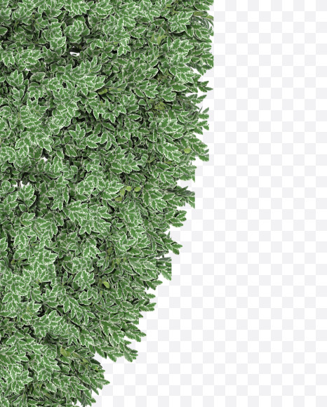 0 from Boxwood silver hedge fonts on Yellow Images Creative Fonts - S49859