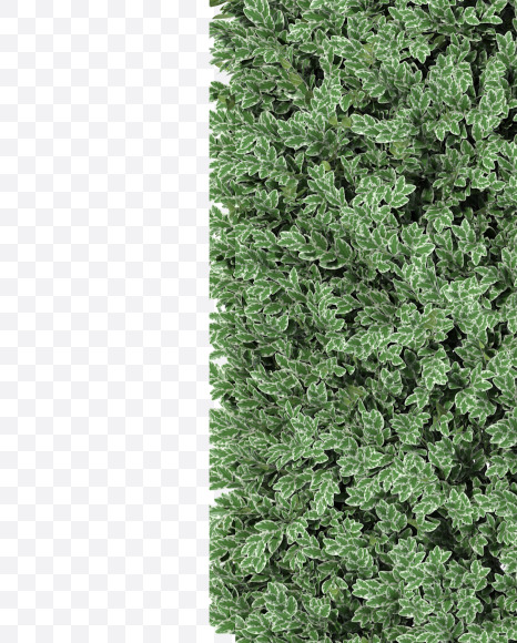 Letter U from Boxwood silver hedge fonts on Yellow Images Creative Fonts - S49889