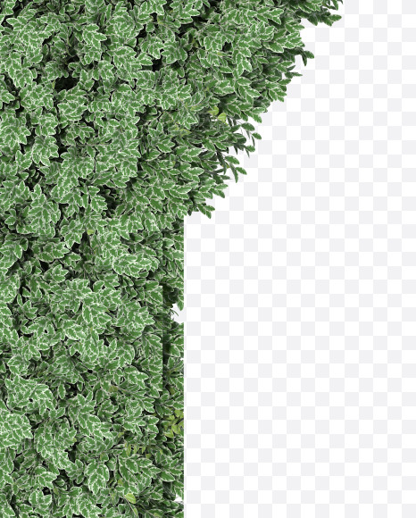 Letter Y from Boxwood silver hedge fonts on Yellow Images Creative Fonts - S49893
