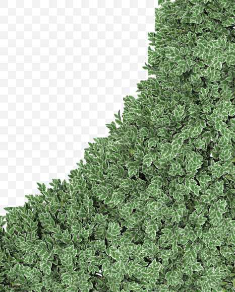 Letter D from Boxwood silver hedge fonts on Yellow Images Creative Fonts - S49872