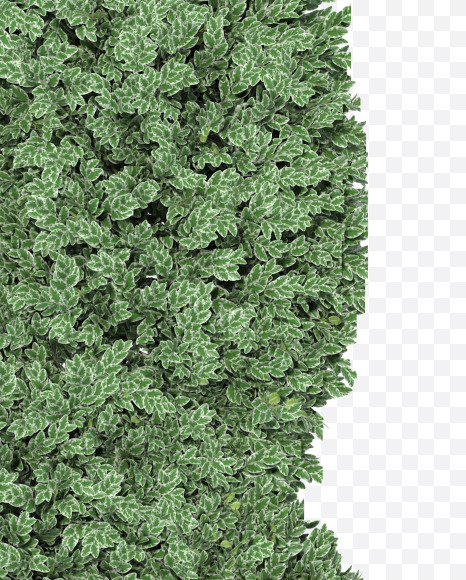 8 from Boxwood silver hedge fonts on Yellow Images Creative Fonts - S49867