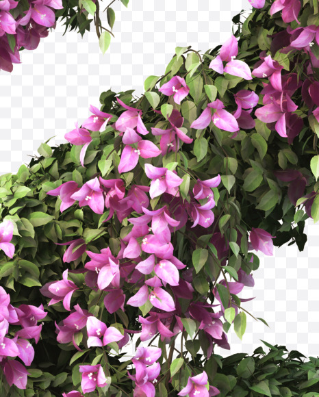 2 from Bougainvillea alphabet on Yellow Images Creative Fonts - S51764