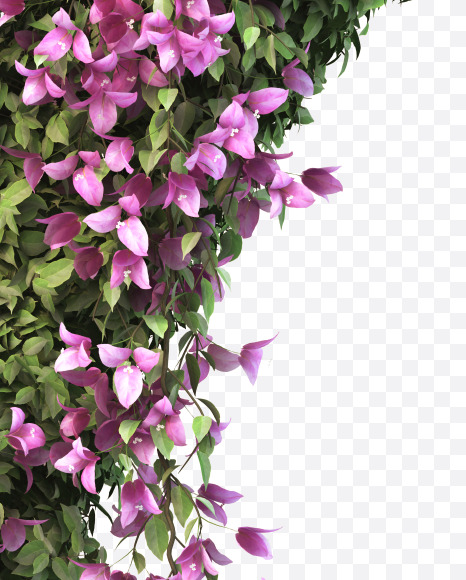7 from Bougainvillea alphabet on Yellow Images Creative Fonts - S51769