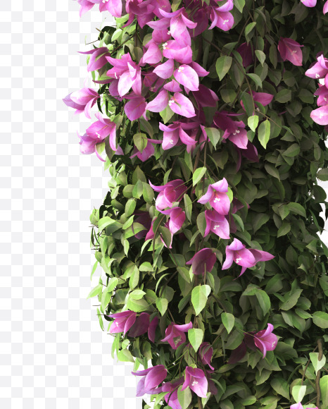 C uppercase from Bougainvillea alphabet on Yellow Images Creative Fonts - S51774