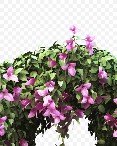 6 from Bougainvillea alphabet on Yellow Images Creative Fonts - S51768