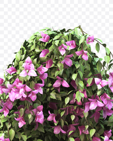 A uppercase from Bougainvillea alphabet on Yellow Images Creative Fonts - S51772