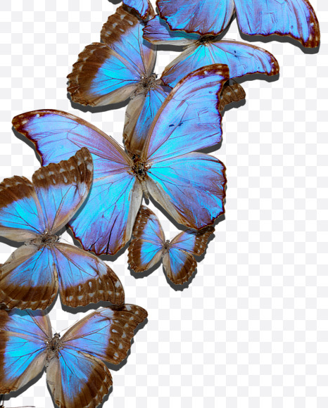 7 from Blue Butterfly on Yellow Images Creative Fonts - S53661