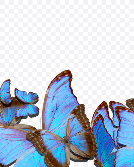 Letter T from Blue Butterfly on Yellow Images Creative Fonts - S53647