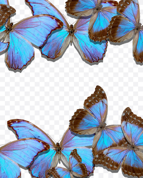 euro from Blue Butterfly on Yellow Images Creative Fonts - S53666