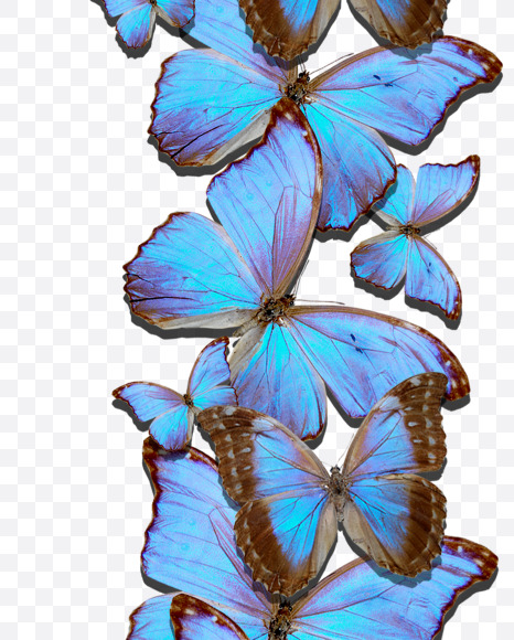 Letter U from Blue Butterfly on Yellow Images Creative Fonts - S53648