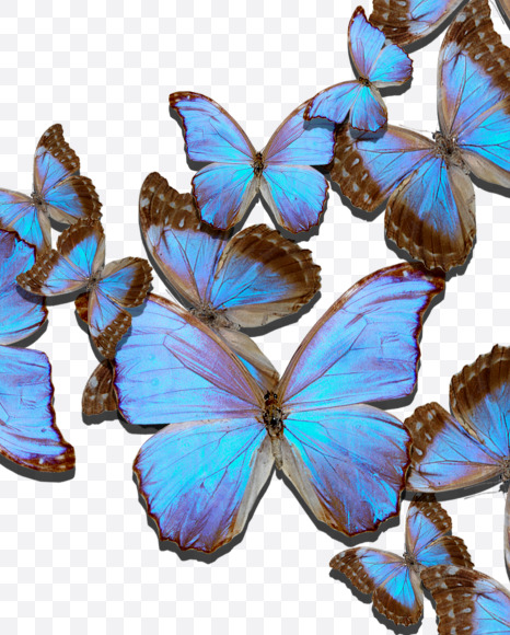 3 from Blue Butterfly on Yellow Images Creative Fonts - S53657