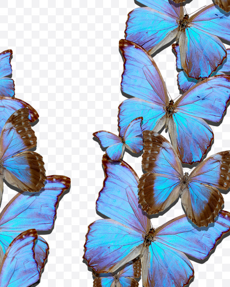 Letter W from Blue Butterfly on Yellow Images Creative Fonts - S53650