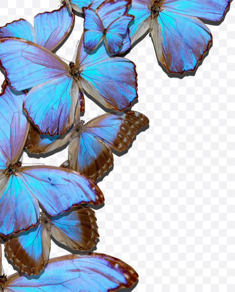 Letter O from Blue Butterfly on Yellow Images Creative Fonts - S53642
